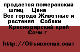 продается померанский шпиц  › Цена ­ 35 000 - Все города Животные и растения » Собаки   . Краснодарский край,Сочи г.